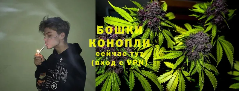 Конопля Ganja  Карачаевск 